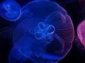 Jelly Fish